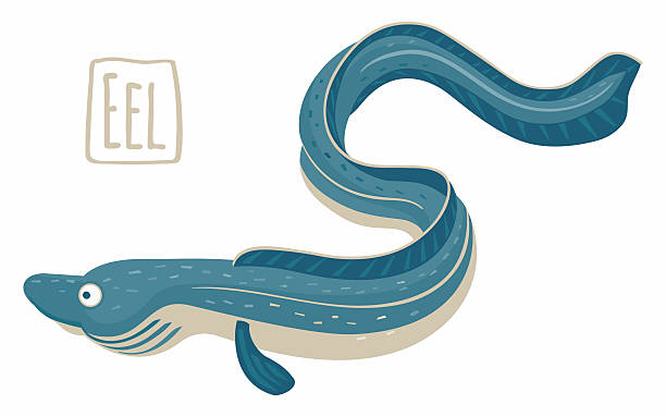 ilustrações de stock, clip art, desenhos animados e ícones de enguia, ilustração vetorial - saltwater eel