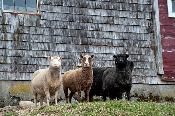 shetland sheep in front of a barn - shetlandeilanden stockfoto's en -beelden