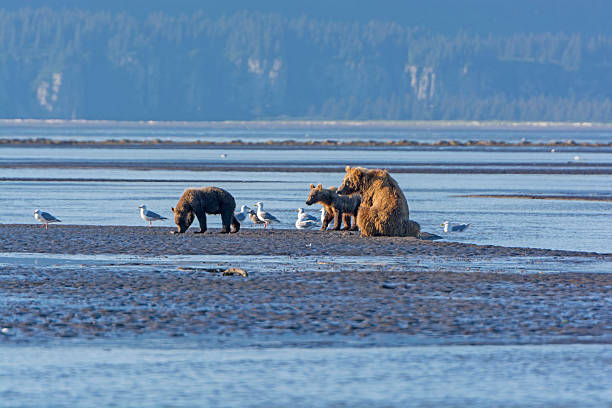 istock Mother Bear and Cubs on a Mudflat 499427808