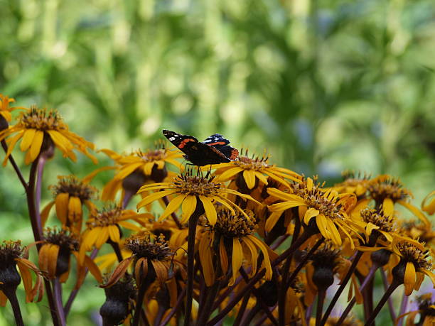 istock Red admiral butterfly, rudbeckia, flat 499428012