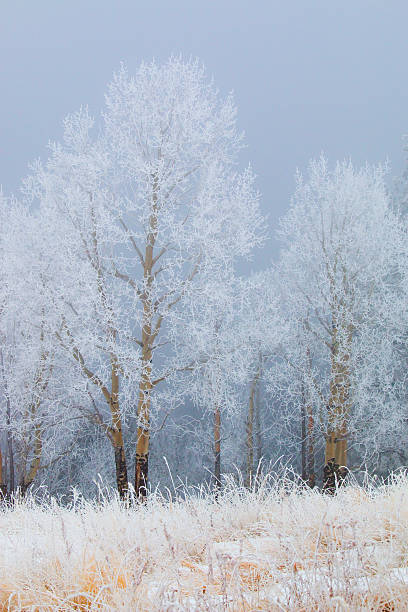 istock Snow for Thanksgiving on Bald Mountain 499428088