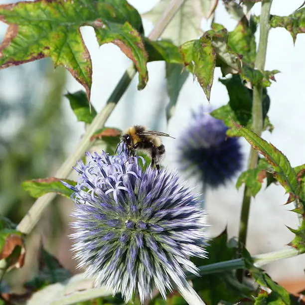 a bee sits atop a fully open globe thistle, proboscis in an open floret. the insect is center of the frame