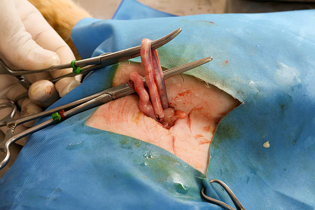 neutering 고양이 - animal uterus 뉴스 사진 이미지