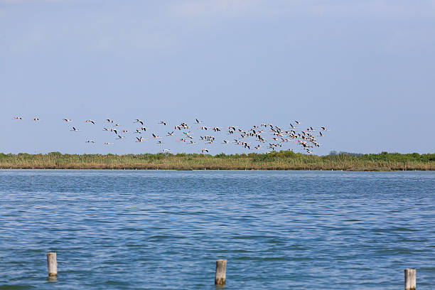 istock Flock of pink flamingos 499429406