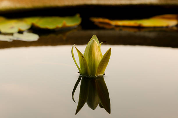 lírios da lagoa - lotus pink petal closed - fotografias e filmes do acervo