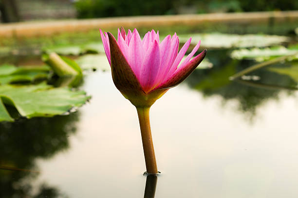 lírios da lagoa - lotus pink petal closed - fotografias e filmes do acervo