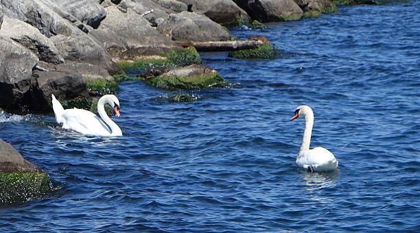 istock Two Mute Swans in Front of a Rocky Shore 499431124