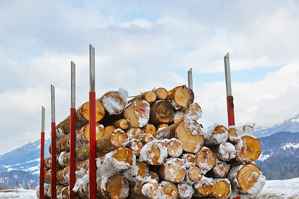 istock Chopped firewood logs in a truck 499431392