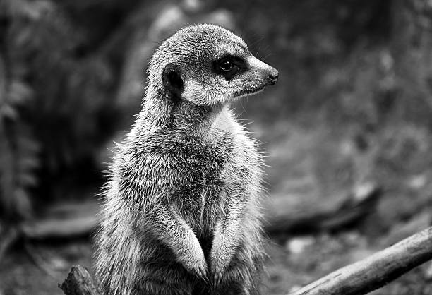istock Meerkat in zoo 499431685
