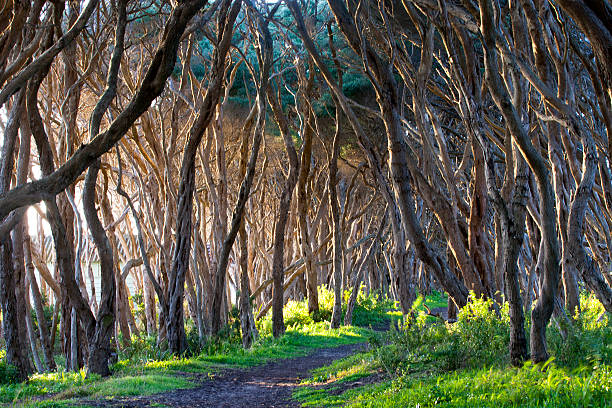Moonah Tree, Mornington Peninsula, Victoria, Australia A row of Moonah Trees in the Mornington Peninsula, Victoria, Australia mornington peninsula photos stock pictures, royalty-free photos & images