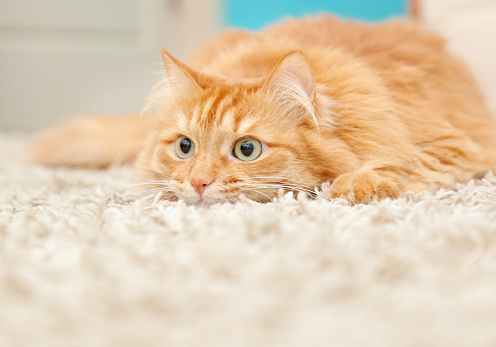 funny fluffy ginger cat