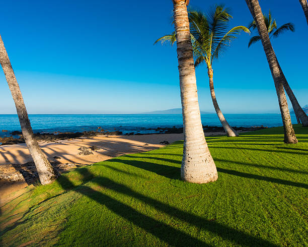 istock Morning on a Tropical Beach 499432853