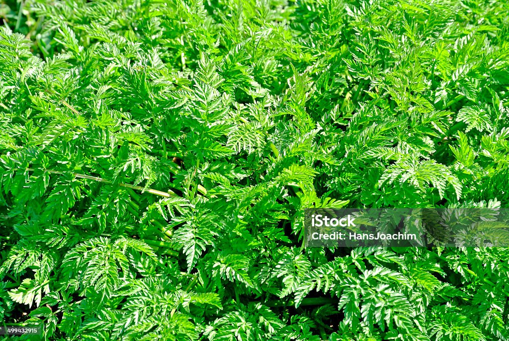 Kerbel wild spice - Lizenzfrei Ast - Pflanzenbestandteil Stock-Foto