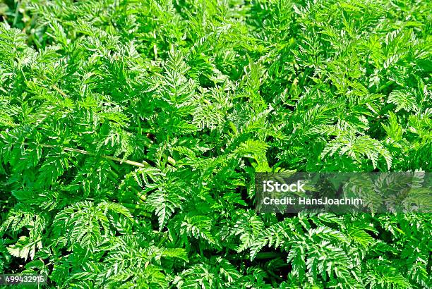 Kerbel Wild Spice Stockfoto und mehr Bilder von Ast - Pflanzenbestandteil - Ast - Pflanzenbestandteil, Bildhintergrund, Blatt - Pflanzenbestandteile