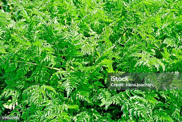 Foto de Cerefólio Wild Especiarias e mais fotos de stock de Botânica - Assunto - Botânica - Assunto, Cerefólio, Comida