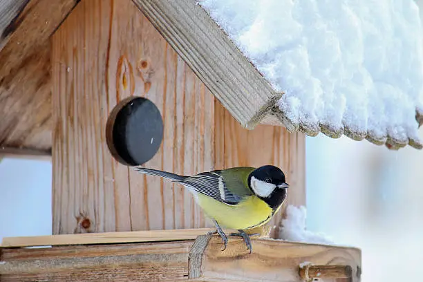 The Great tit bird (Parus major, Kohlmeise) on the wooden bird feeder with snow covering its roof during the Winter in Europe