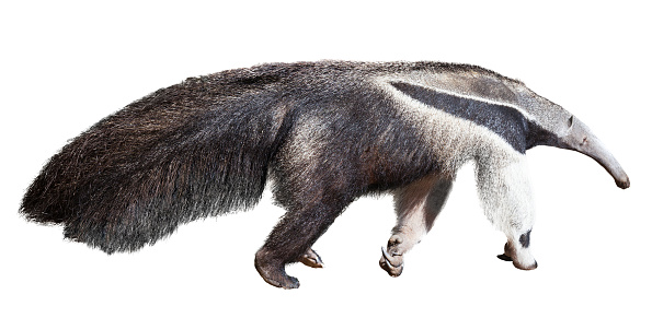 Giant anteater. Isolated over  white background