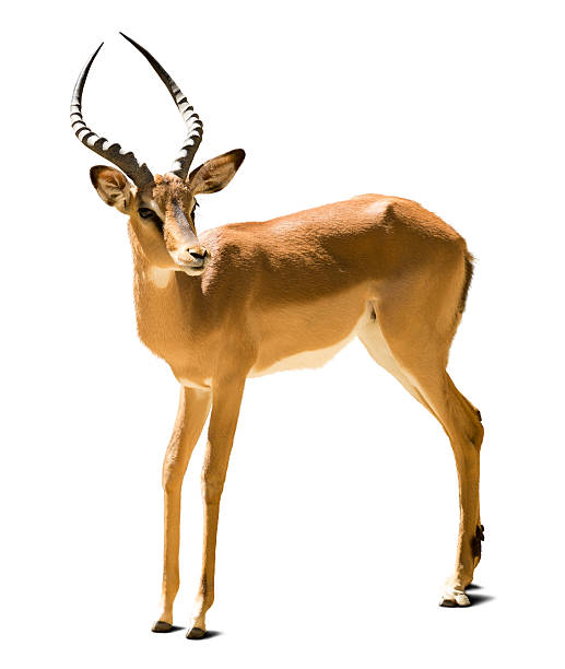 Impala impala (Aepyceros melampus). Isolated on white background antelope stock pictures, royalty-free photos & images