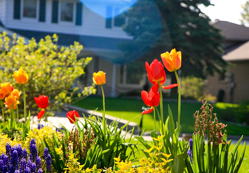 Tulips in a garden with other spring flowers, backlighted by the sun