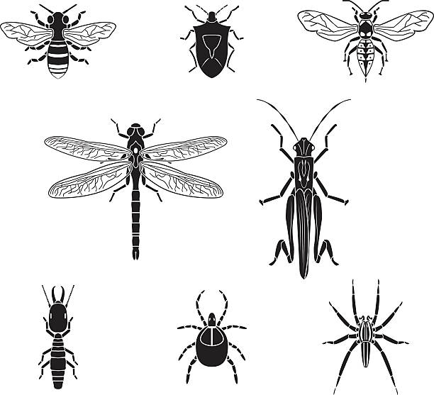 bildbanksillustrationer, clip art samt tecknat material och ikoner med set of vector insects volume 3 - pentatomidae
