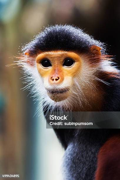 Redshanked Douc Stock Photo - Download Image Now - Vietnam, Animal, Animal Wildlife