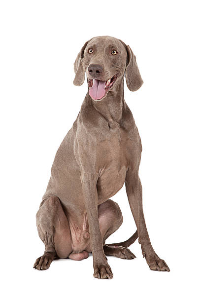 istock Shorthaired Weimaraner dog, 3 years old 499435295