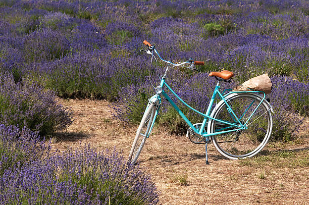 Blue vintage bicycle in lavender meadow