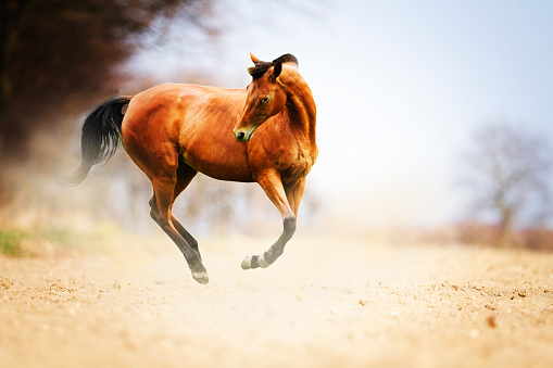 beautiful brown thoroughbred horse stallion running in nature