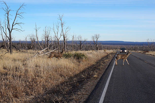 Buck Deer walks across road