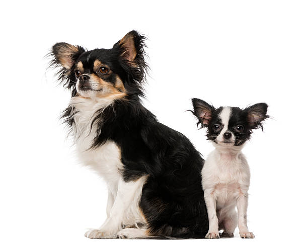istock two Chihuahuas sitting toghether, isolated on white 499435951