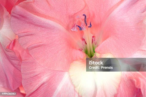 Gladiole Nahaufnahme Stockfoto und mehr Bilder von Abstrakt - Abstrakt, Blume, Blütenblatt