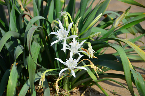 Pancratium maritimum is a plant that also called as Sand Daffodil, is very rare endemic plant.
