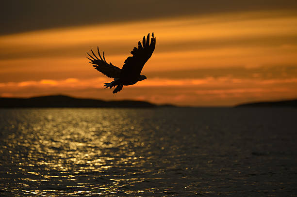 Eagle silhueta - foto de acervo