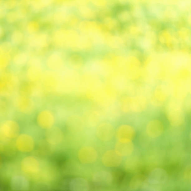 istock Summer Defocused Bokeh twinkling lights Vintage background. 499436131