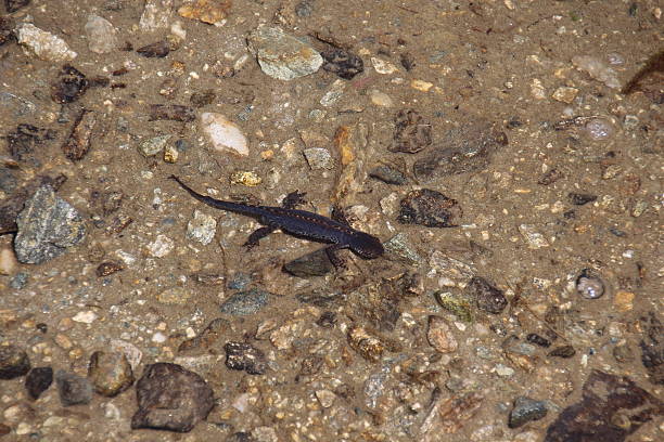 istock Salamander in an Alpine Pond with Clear Water 499436941
