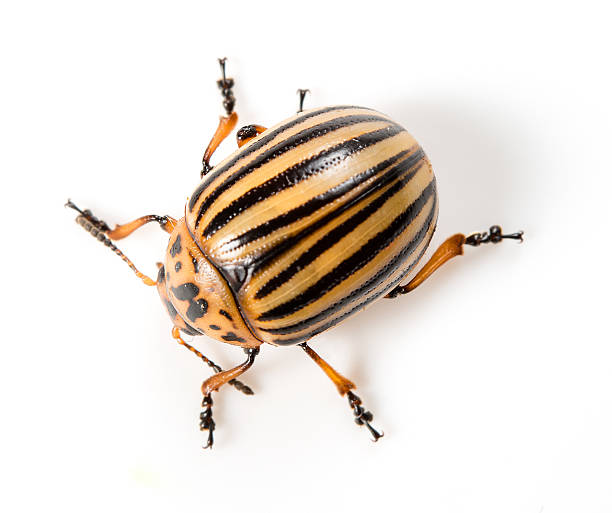 Colorado beetle isolated on a white background Colorado beetle isolated on a white background leaf beetle photos stock pictures, royalty-free photos & images