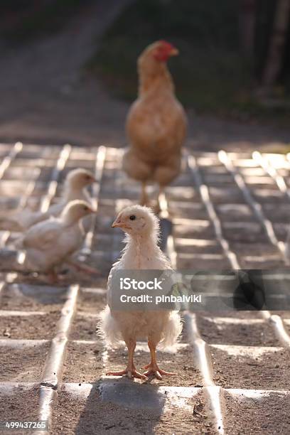 Chicks Stock Photo - Download Image Now - Animal, Animal Family, Backgrounds