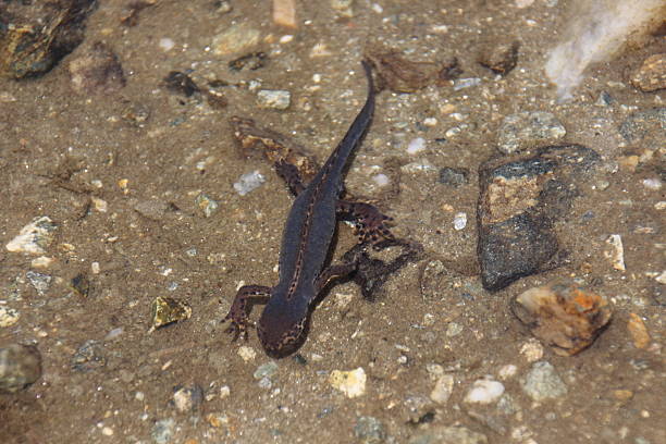 istock Salamander in an Alpine Pond with Clear Water 499437535