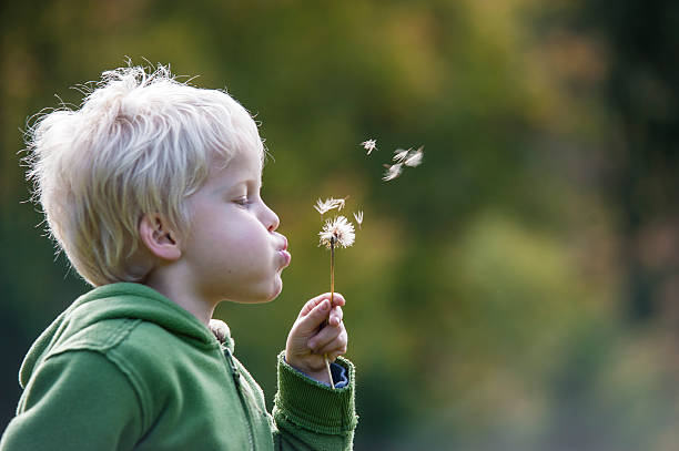 istock 5-year old blond caucasian boy is blowing dandelion flower 499437667