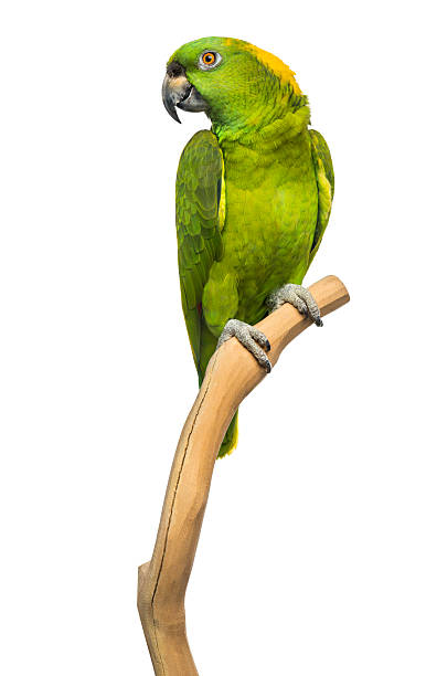 istock Yellow-naped parrot (6 years old) perched on a branch, isolated 499438613