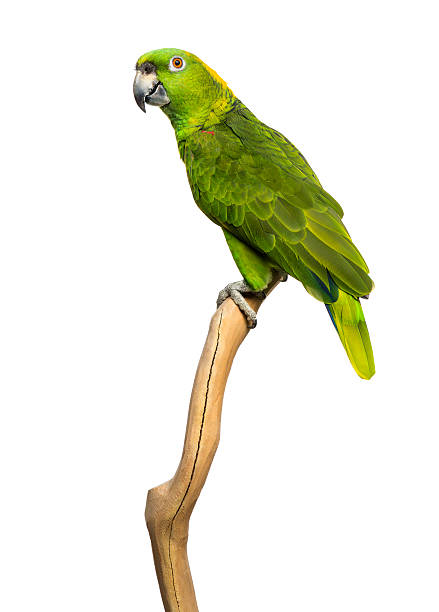 istock Yellow-naped parrot (6 years old) perched on a branch, isolated 499438645