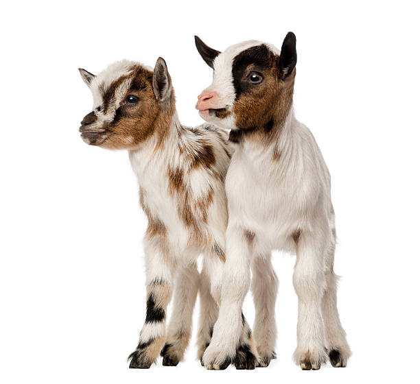 deux jeunes chèvres domestique, les enfants, isolé sur blanc - chevreau photos et images de collection