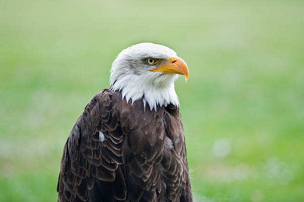 Soon Eagle stock photo