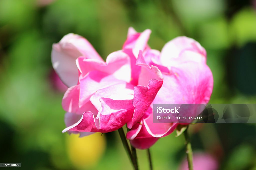 Bush amplia de color rosa con rosas y el jardín de las hojas en fondo borroso - Foto de stock de Aire libre libre de derechos