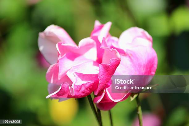 Bush Amplia De Color Rosa Con Rosas Y El Jardín De Las Hojas En Fondo Borroso Foto de stock y más banco de imágenes de Aire libre