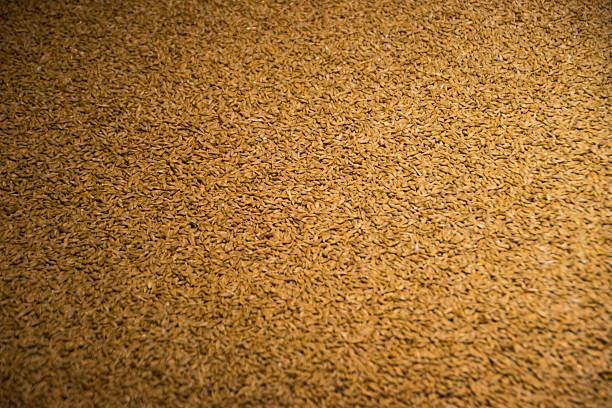 Close-up taken of a jute sack of wheat and measuring wooden shovel,background
