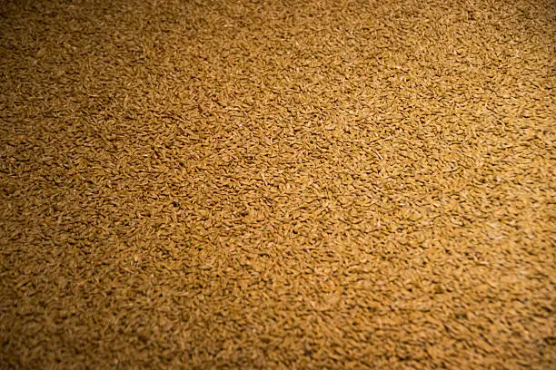 Photo of Yeast at Guinness Storehouse