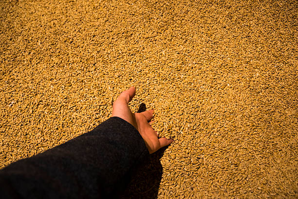 Yeast at Guinness Storehouse