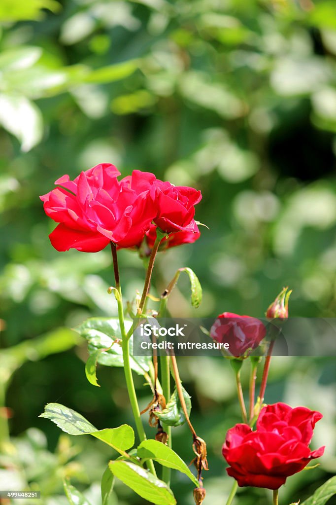 Bush mit roten Rosen und verschwommene Garten Hintergrund mit Blätter - Lizenzfrei Auf Rosen gebettet Stock-Foto