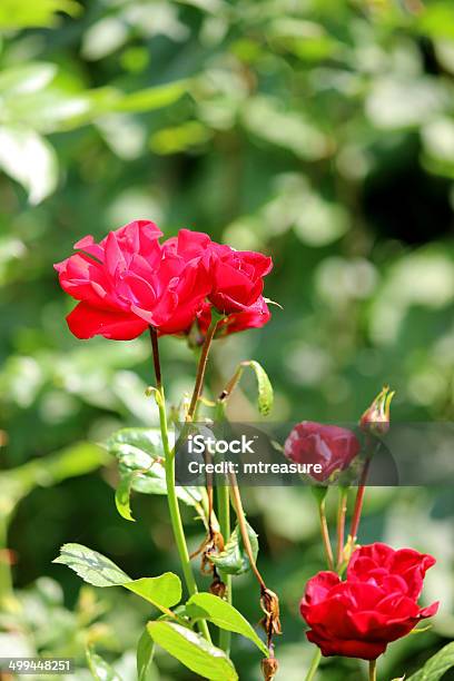 Bush Mit Roten Rosen Und Verschwommene Garten Hintergrund Mit Blätter Stockfoto und mehr Bilder von Auf Rosen gebettet